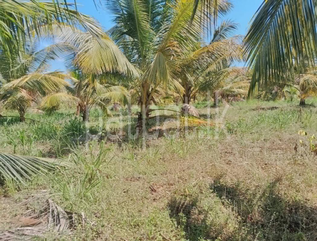 Agricultural Land for Sale in Elpitiya