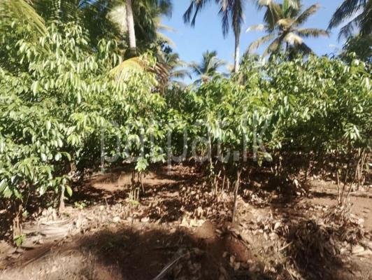 premium-listing-image