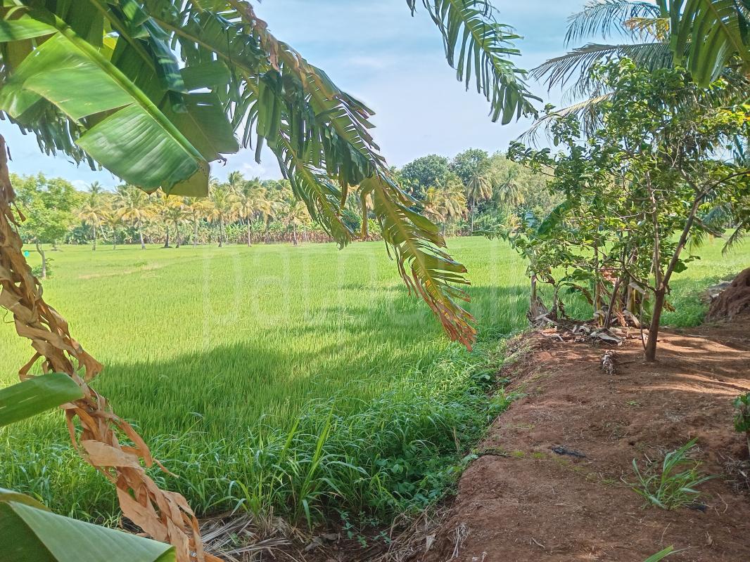 Agricultural Land for Sale in Jayanthipura
