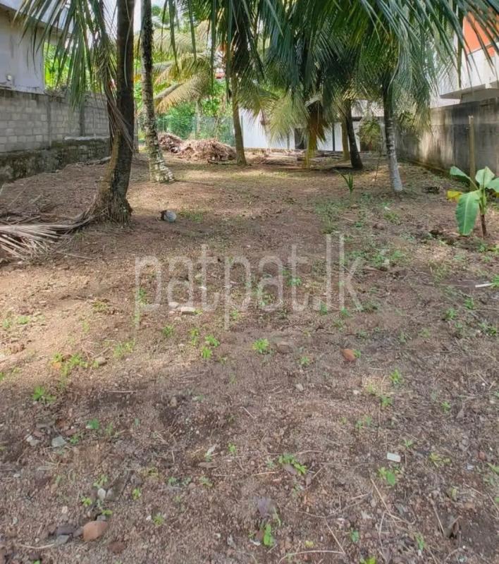 Agricultural Land for Sale in Chilaw