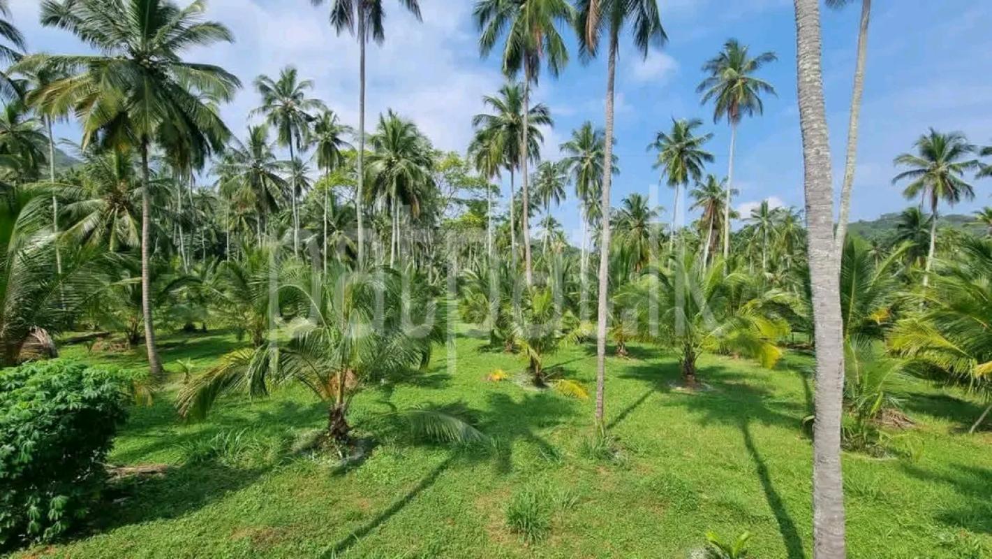 Agricultural Land for Sale in Minuwangoda