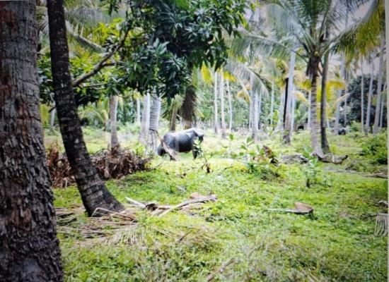 Agricultural Land for Sale in Kotte