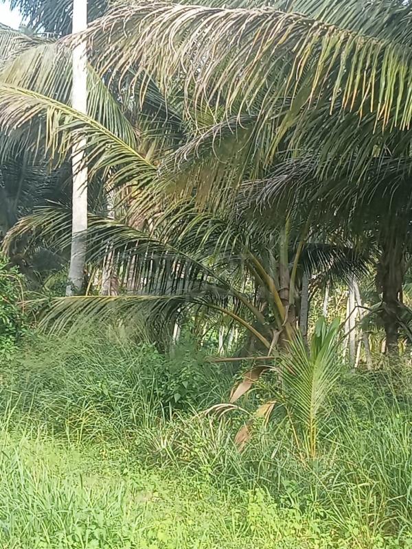 Agricultural Land for Sale in Nattandiya