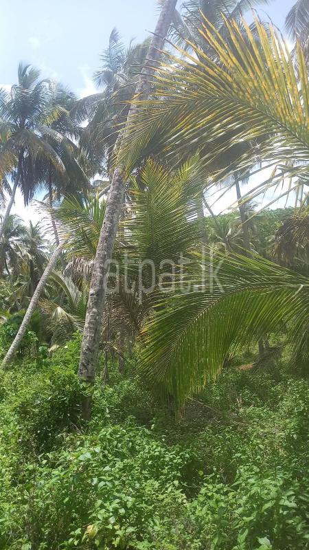 Agricultural Land for Sale in Weeraketiya
