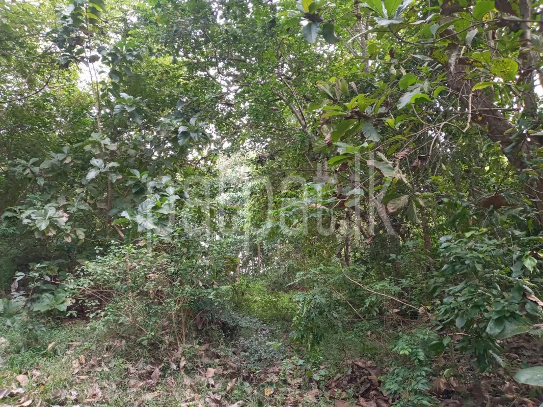 Agricultural Land for Sale in Narammala