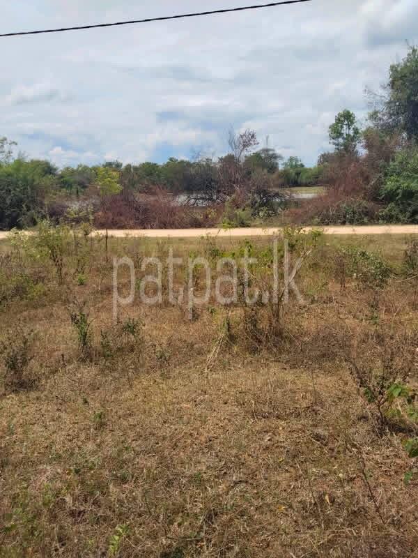 Agricultural Land for Sale in Udawalawe