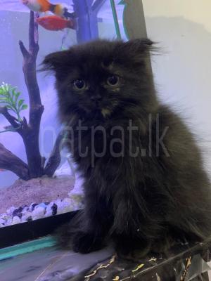 Scottish Persian Kittens