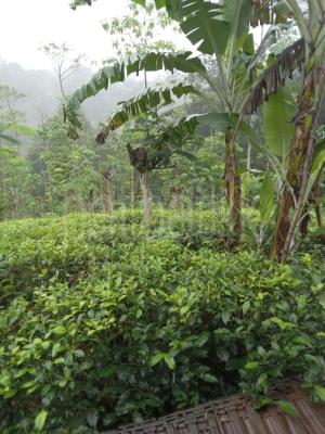 Agricultural Land for Sale in Kabagamuwa