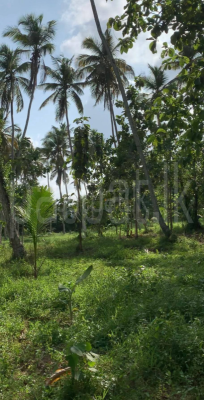 Commercial Land for Sale in Divulapitiya