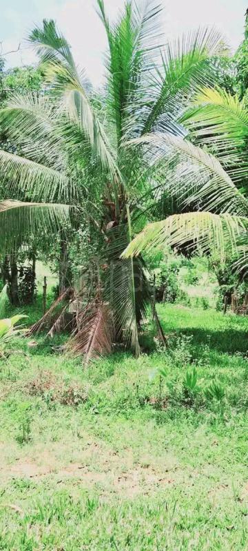 House for Sale in Ibbagamuwa