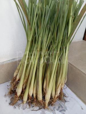 premium-listing-image