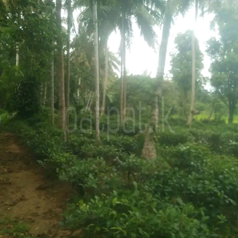 Agricultural Land for Sale in Bulathkohupitiya