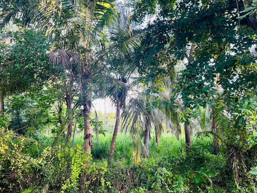 Agricultural Land for Sale in Nikaweratiya