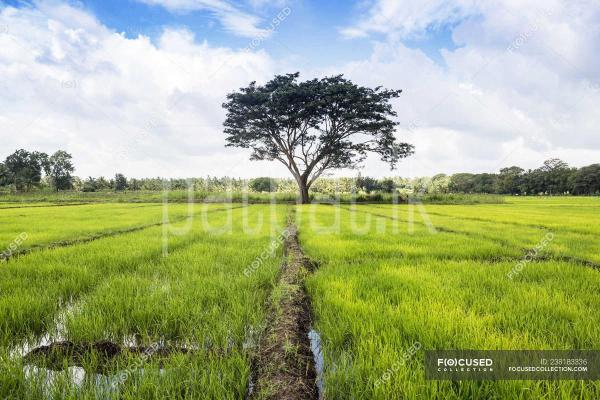 premium-listing-image