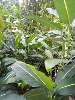 Dieffenbachia Green Magic