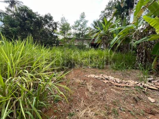 Commercial Land for Sale in Dewalegama