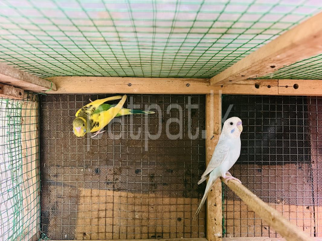 Love Birds - Budiges