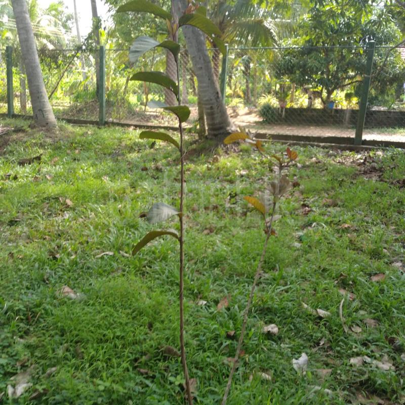 Residential Land for Sale in Pothuhera