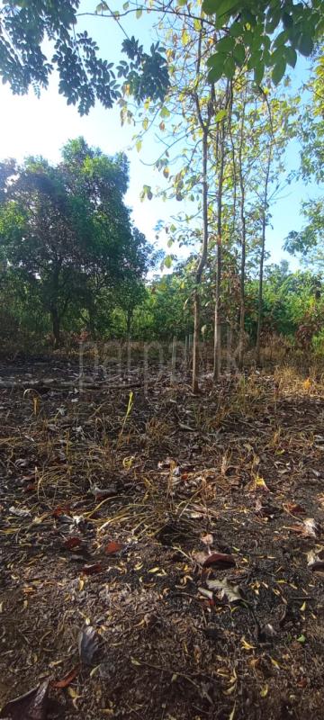Commercial Land for Sale in Wellawaya