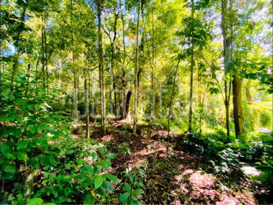 Residential Land for Sale in Digana