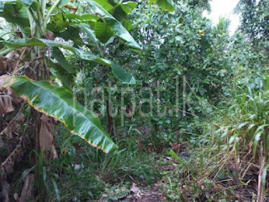 Residential Land for Sale in Gampaha