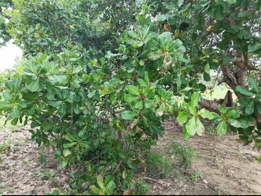 Agricultural Land for Sale in Puttalam