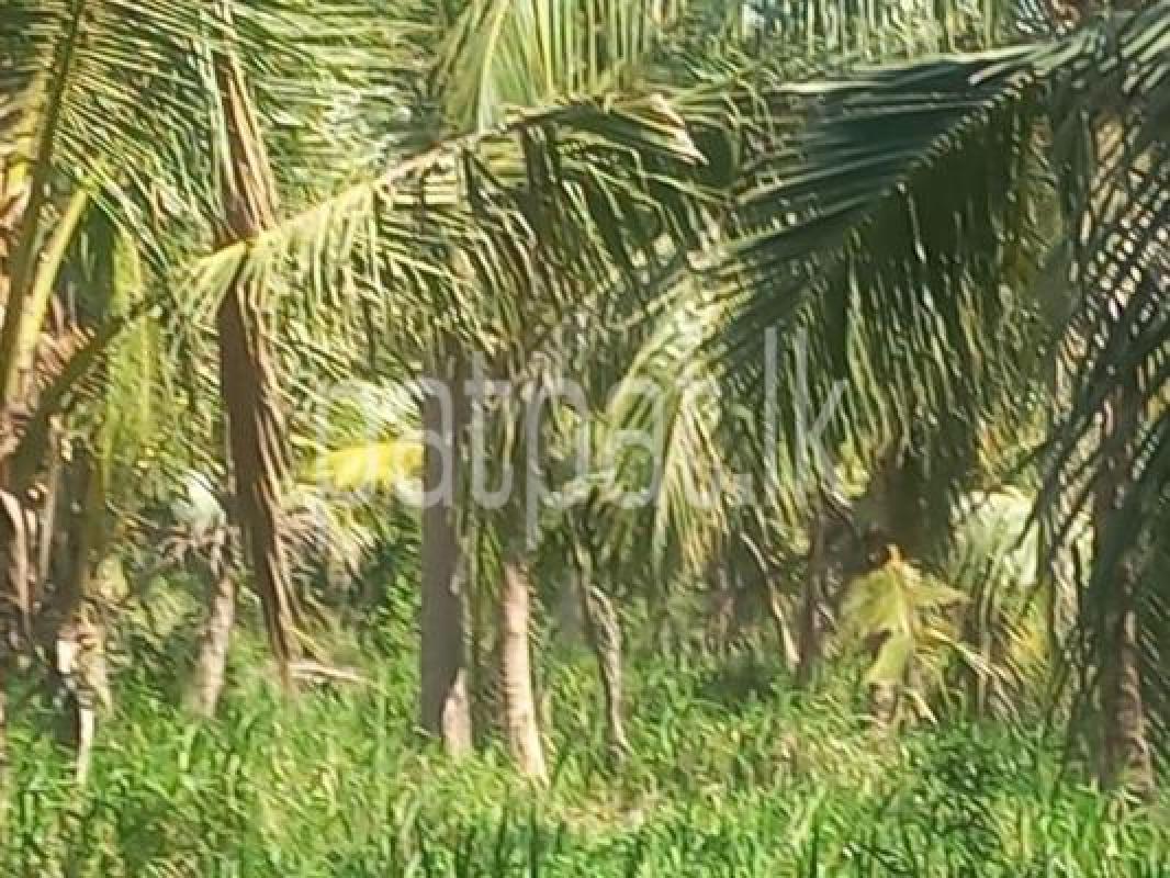 Agricultural Land for Sale in Pannala