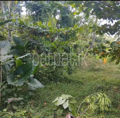 Agricultural Land for Sale in Gonapola Junction