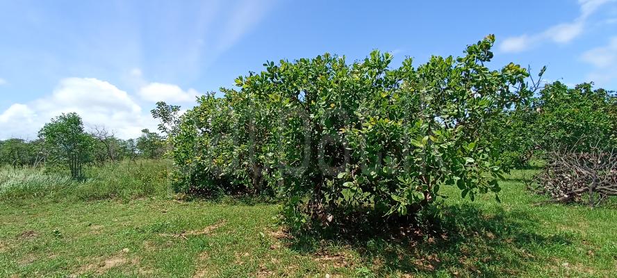 Agricultural Land for Sale in Puttalam