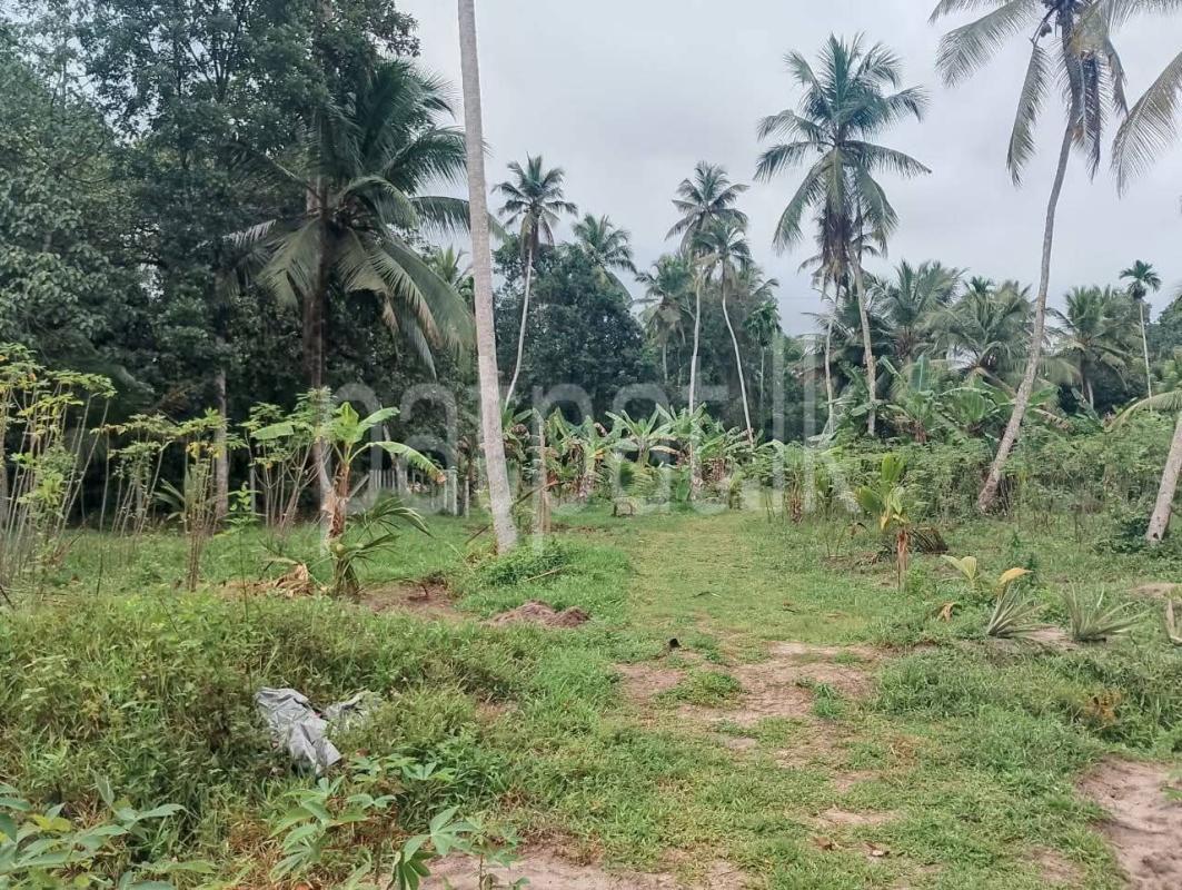 Agricultural Land for Sale in Divulapitiya