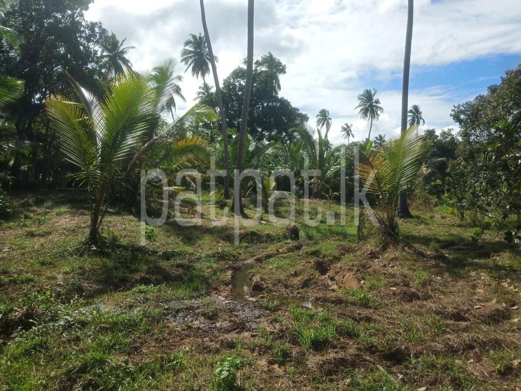 Agricultural Land for Sale in Madurankuliya