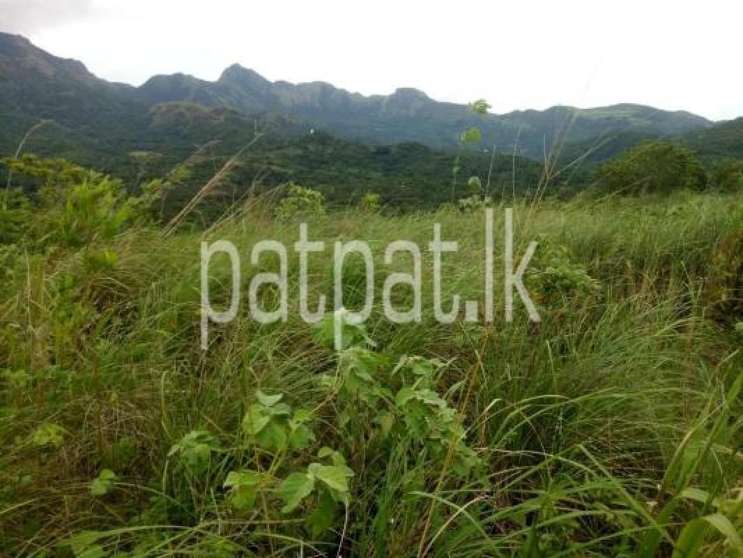 Agricultural Land for Sale in Ratnapura