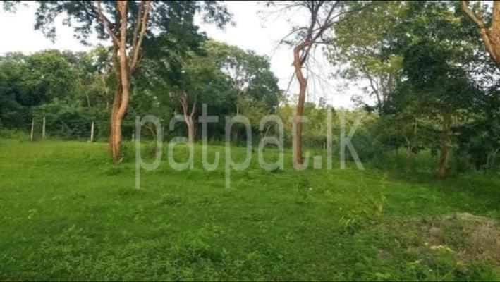 premium-listing-image