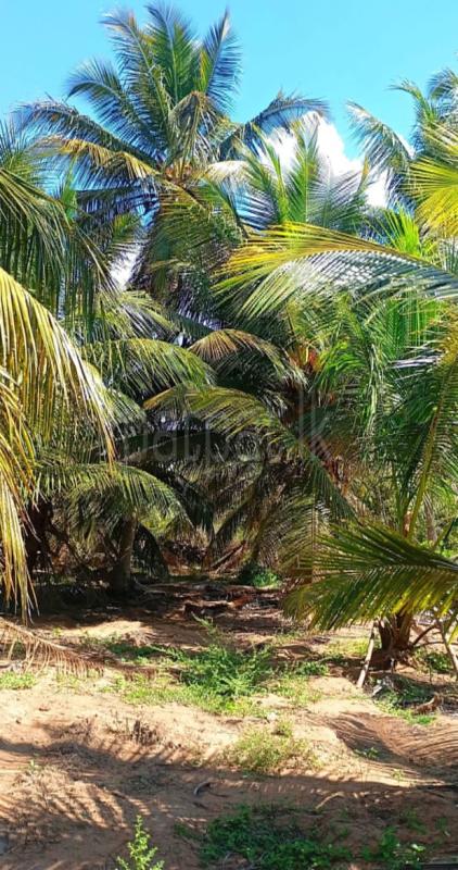 Agricultural Land for Sale in Mundel