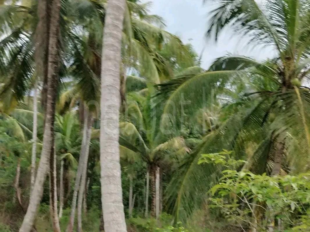 Agricultural Land for Sale in Dambadeniya