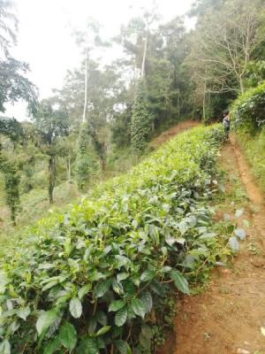 Agricultural Land for Sale in Deniyaya