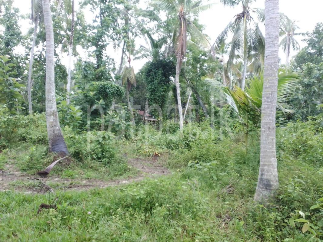 Agricultural Land for Sale in Mirigama