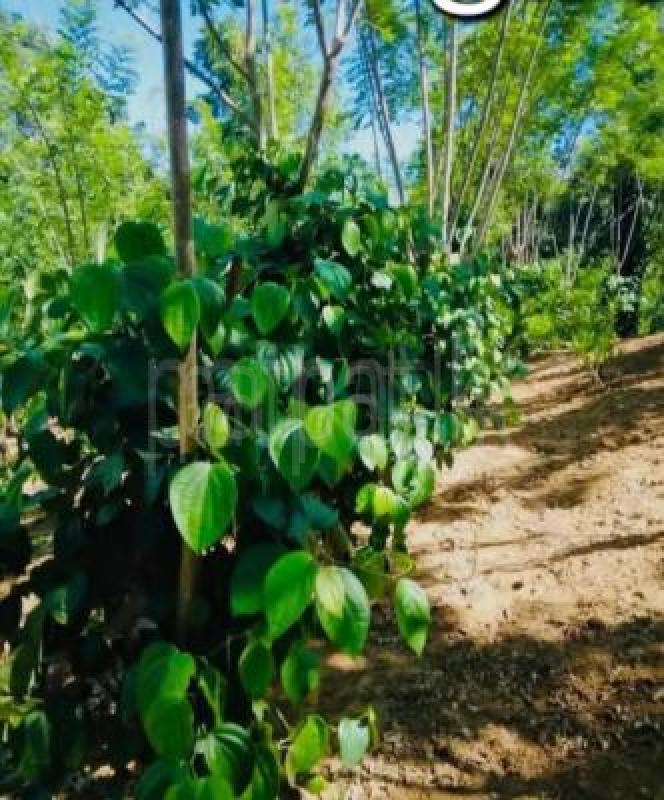 Agricultural Land for Sale in Balangoda