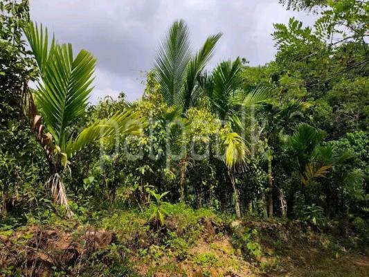 premium-listing-image