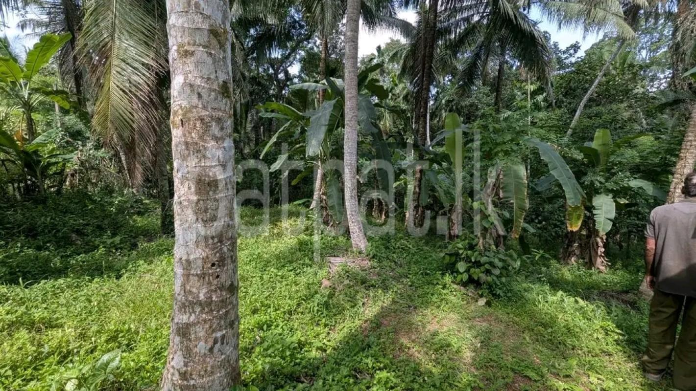 Agricultural Land for Sale in Minuwangoda