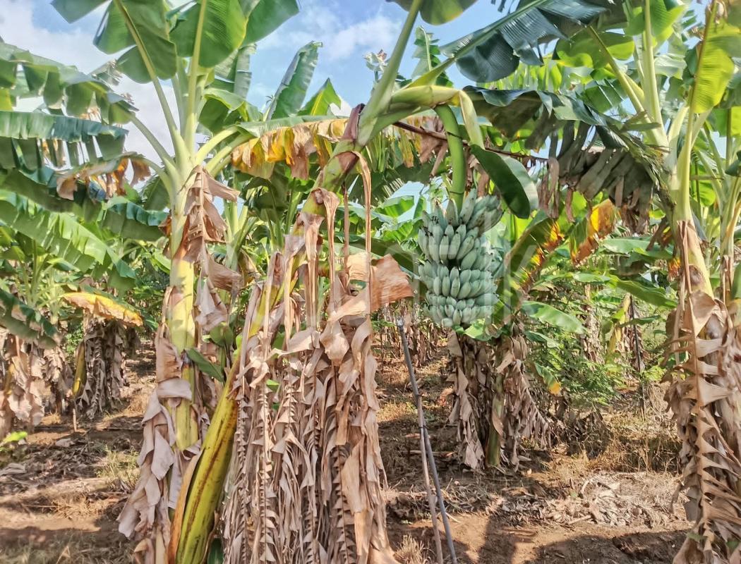 Agricultural Land for Sale in Katunayake