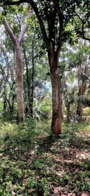 premium-listing-image