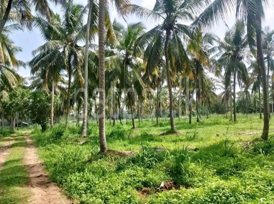 Agricultural Land for Sale in Alawwa