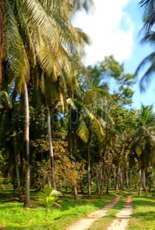 Agricultural Land for Sale in Chilaw