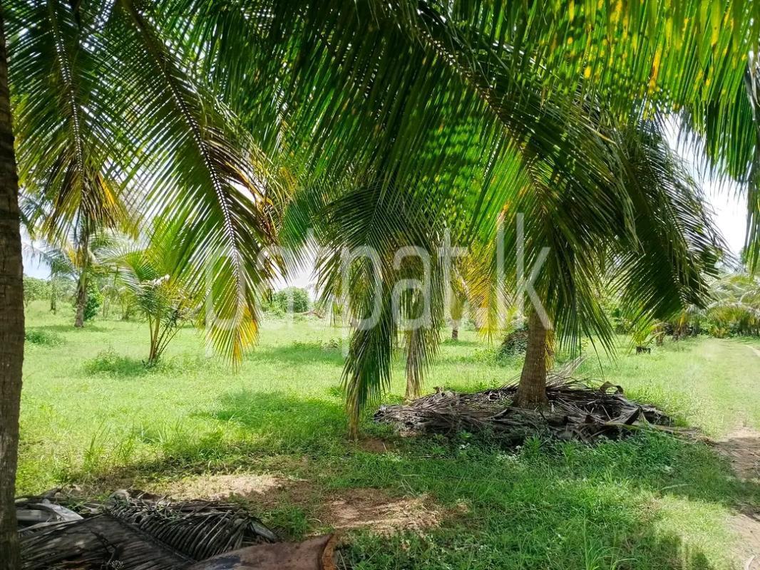Agricultural Land for Sale in Maho