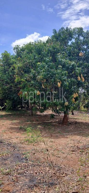 Agricultural Land for Sale in Sella Kataragama