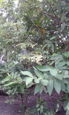 premium-listing-image