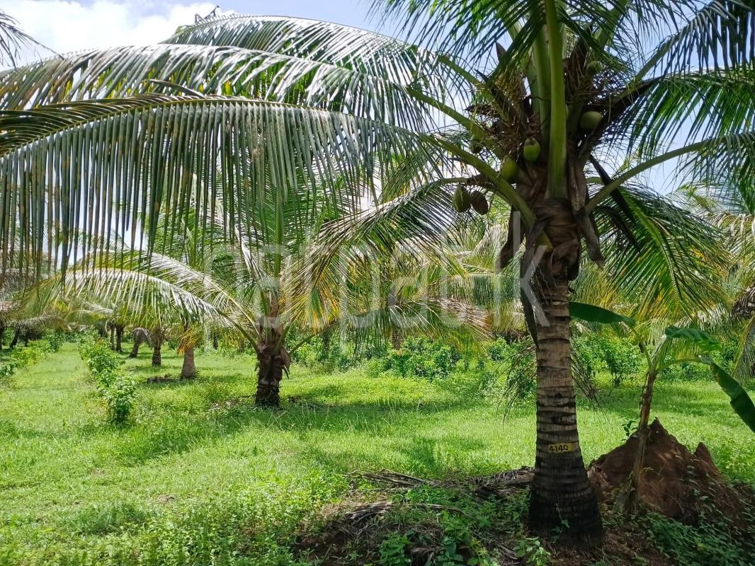 Agricultural Land for Sale in Wariyapola