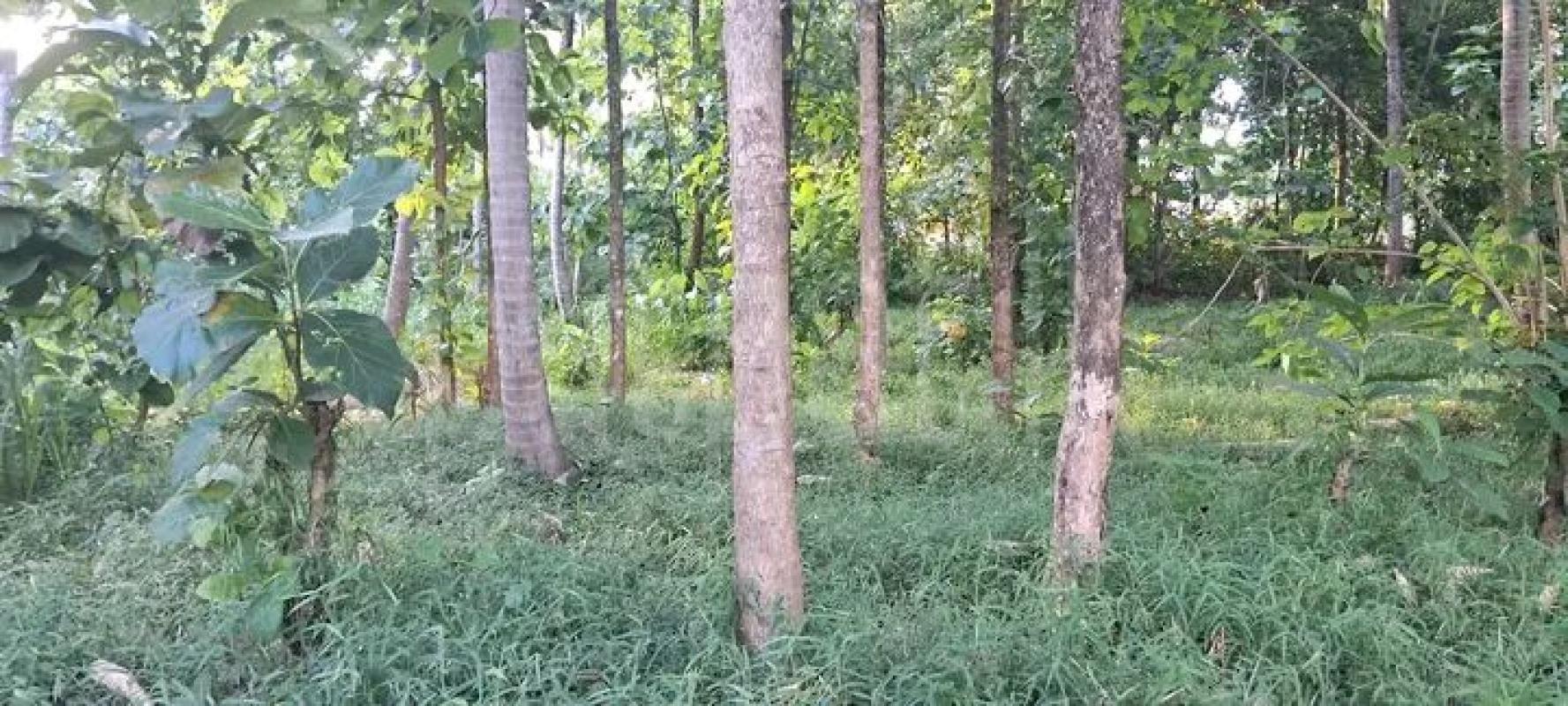Agricultural Land for Sale in Ibbagamuwa