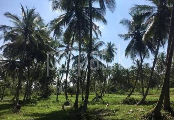 premium-listing-image